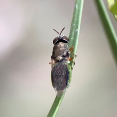 Odontomyia opertanea at Mount Ainslie - 7 Dec 2023