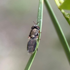 Odontomyia opertanea at Mount Ainslie - 7 Dec 2023