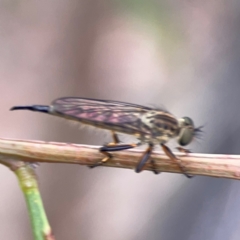 Cerdistus sp. (genus) (Slender Robber Fly) at Ainslie, ACT - 7 Dec 2023 by Hejor1