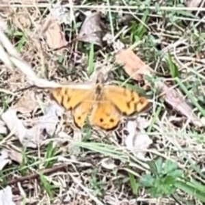 Heteronympha merope at Mount Ainslie - 7 Dec 2023