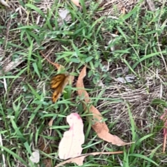 Heteronympha merope at Mount Ainslie - 7 Dec 2023