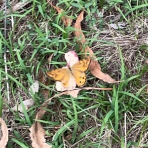 Heteronympha merope at Mount Ainslie - 7 Dec 2023