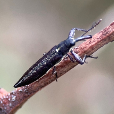 Rhinotia sp. (genus) (Unidentified Rhinotia weevil) at Mount Ainslie - 7 Dec 2023 by Hejor1