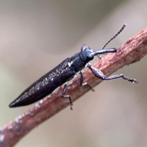 Rhinotia sp. (genus) at Mount Ainslie - 7 Dec 2023