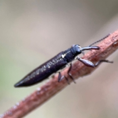 Rhinotia sp. (genus) at Mount Ainslie - 7 Dec 2023