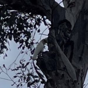 Cacatua sanguinea at Ainslie, ACT - 7 Dec 2023