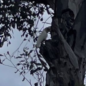 Cacatua sanguinea at Ainslie, ACT - 7 Dec 2023