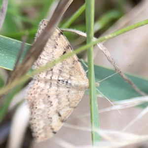 Scopula rubraria at Mount Ainslie - 7 Dec 2023