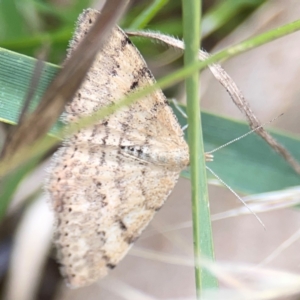 Scopula rubraria at Mount Ainslie - 7 Dec 2023