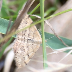 Scopula rubraria at Mount Ainslie - 7 Dec 2023