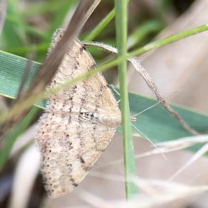 Scopula rubraria at Mount Ainslie - 7 Dec 2023