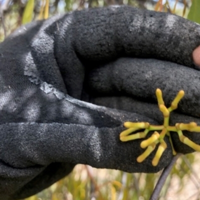 Amyema miquelii (Box Mistletoe) at Oakey Hill - 7 Dec 2023 by GregC