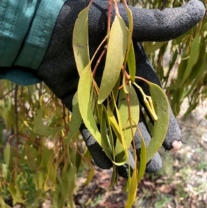 Amyema miquelii at Oakey Hill - 7 Dec 2023