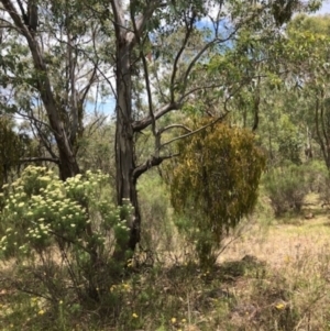 Amyema miquelii at Oakey Hill - 7 Dec 2023