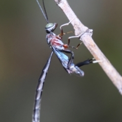 Pseudofoenus sp. (genus) (Unidentified bee-parasite wasp, burrowing bee parasite wasp) at Hughes, ACT - 6 Dec 2023 by LisaH