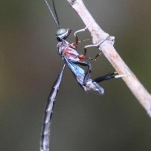 Pseudofoenus sp. (genus) at Hughes, ACT - 7 Dec 2023