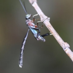 Pseudofoenus sp. (genus) at Hughes, ACT - 7 Dec 2023