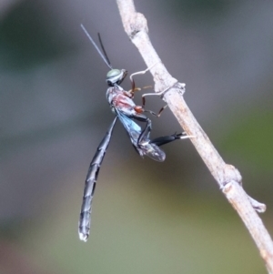 Pseudofoenus sp. (genus) at Hughes, ACT - 7 Dec 2023