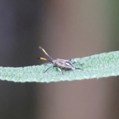Theseus modestus (Gum tree shield bug) at Hughes, ACT - 6 Dec 2023 by LisaH