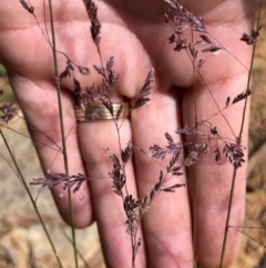 Poa sieberiana var. sieberiana (Snowgrass) at Oakey Hill - 21 Nov 2023 by GregC