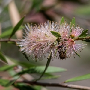 Apis mellifera at Evatt, ACT - 3 Dec 2023