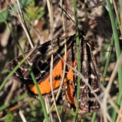 Synemon plana (Golden Sun Moth) at Budjan Galindji (Franklin Grassland) Reserve - 5 Dec 2023 by AndyRoo