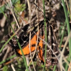 Synemon plana (Golden Sun Moth) at Budjan Galindji (Franklin Grassland) Reserve - 6 Dec 2023 by AndyRoo