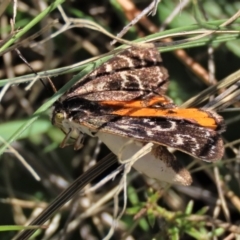 Synemon plana at Budjan Galindji (Franklin Grassland) Reserve - 6 Dec 2023