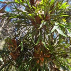 Platycerium bifurcatum (Elkhorn) at Tuross Head, NSW - 15 Feb 2022 by Steve818