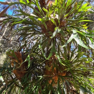 Platycerium bifurcatum (Elkhorn) at Tuross Head, NSW - 15 Feb 2022 by Steve818