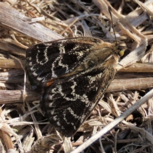 Synemon plana at Franklin Grassland (FRA_5) - 6 Dec 2023