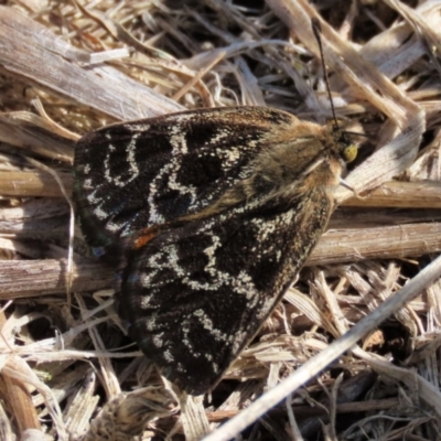 Synemon plana (Golden Sun Moth) at Harrison, ACT - 5 Dec 2023 by AndyRoo