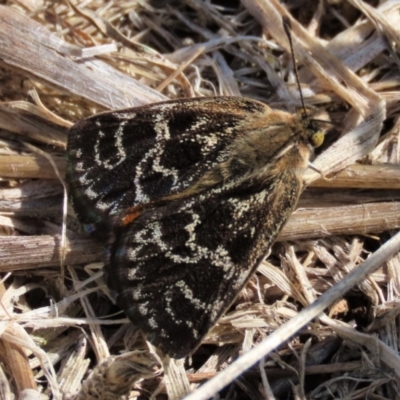 Synemon plana (Golden Sun Moth) at Franklin Grassland (FRA_5) - 6 Dec 2023 by AndyRoo