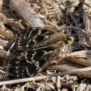 Synemon plana at Franklin Grassland (FRA_5) - 6 Dec 2023 09:25 AM