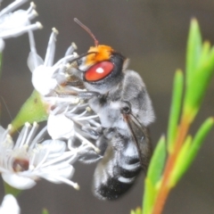 Megachile aurifrons (Golden-browed Resin Bee) at Bluetts Block Area - 6 Dec 2023 by Harrisi