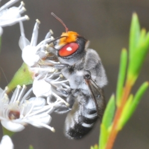 Megachile aurifrons at Bluetts Block (402, 403, 12, 11) - 6 Dec 2023 03:10 PM