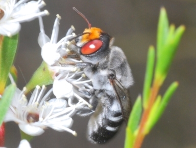 Megachile aurifrons (Golden-browed Resin Bee) at Block 402 - 6 Dec 2023 by Harrisi