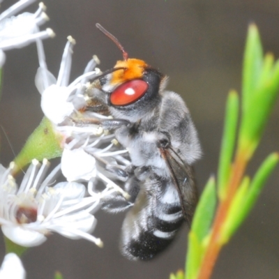 Megachile aurifrons (Golden-browed Resin Bee) at Stromlo, ACT - 6 Dec 2023 by Harrisi