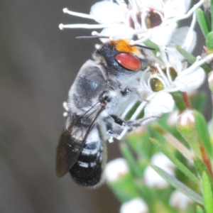 Megachile aurifrons at Bluetts Block (402, 403, 12, 11) - 6 Dec 2023 03:10 PM