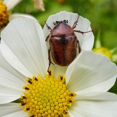 Bisallardiana gymnopleura (Brown flower chafer) at Wingecarribee Local Government Area - 7 Dec 2023 by Aussiegall