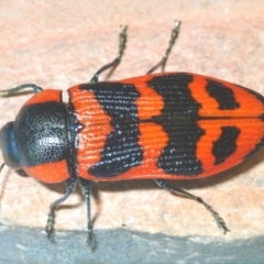 Temognatha mitchellii (Jewel beetle) at Bombala, NSW - 5 Dec 2023 by Harrisi