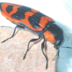 Temognatha mitchellii at Endeavour Reserve (Bombala) - 5 Dec 2023