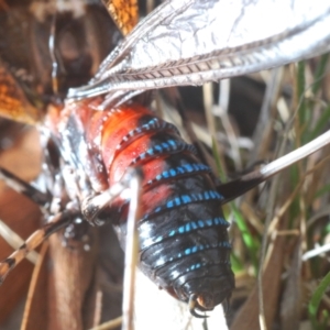 Acripeza reticulata at Lower Cotter Catchment - 7 Dec 2023