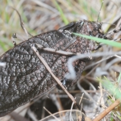 Acripeza reticulata at Lower Cotter Catchment - 7 Dec 2023