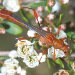 Macrones besti (Longhorn beetle) at Endeavour Reserve (Bombala) - 5 Dec 2023 by Harrisi