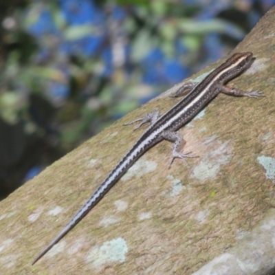 Unidentified Skink at Warana, QLD - 22 Nov 2023 by Harrisi