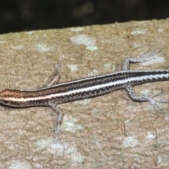 Cryptoblepharus pulcher at Warana, QLD - 23 Nov 2023 09:11 AM