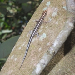 Cryptoblepharus pulcher at Warana, QLD - 23 Nov 2023 09:11 AM