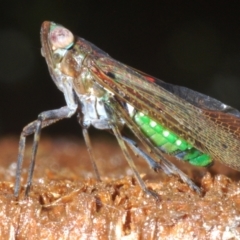 Unidentified Leafhopper or planthopper (Hemiptera, several families) at Warana, QLD - 23 Nov 2023 by Harrisi