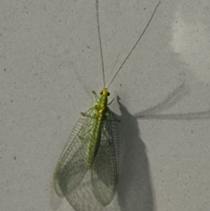 Chrysopidae (family) at Pialligo, ACT - 8 Dec 2023